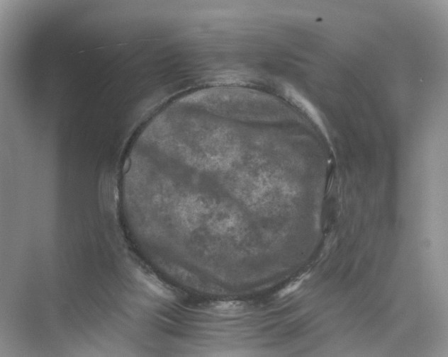 X0000073860059200608312037