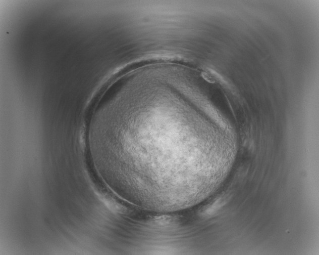 X0000073860064200608312037