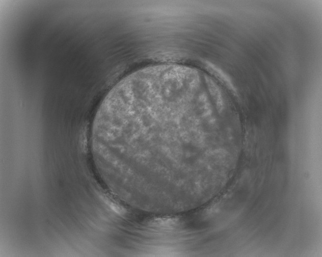 X0000073860065200608312037