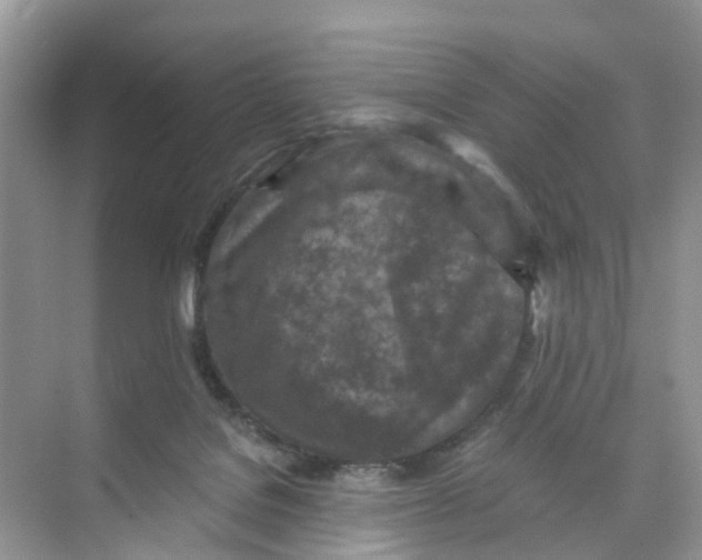 X0000073860076200608312037