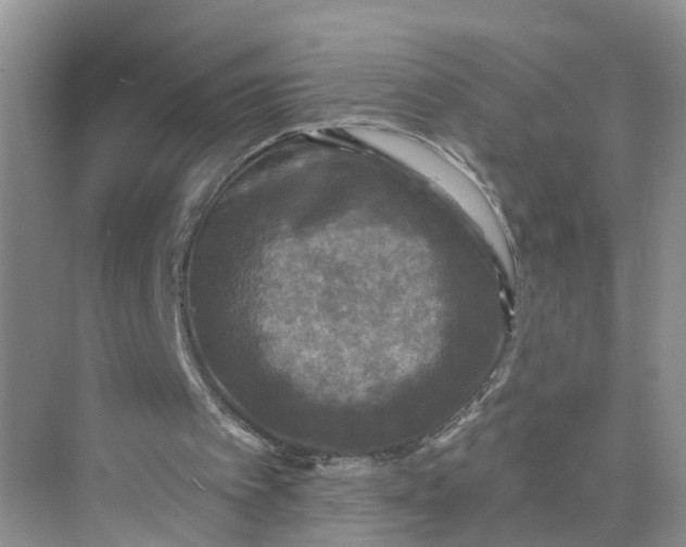 X0000073860097200608312037