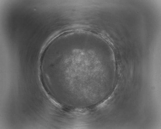 X0000073860101200608312037