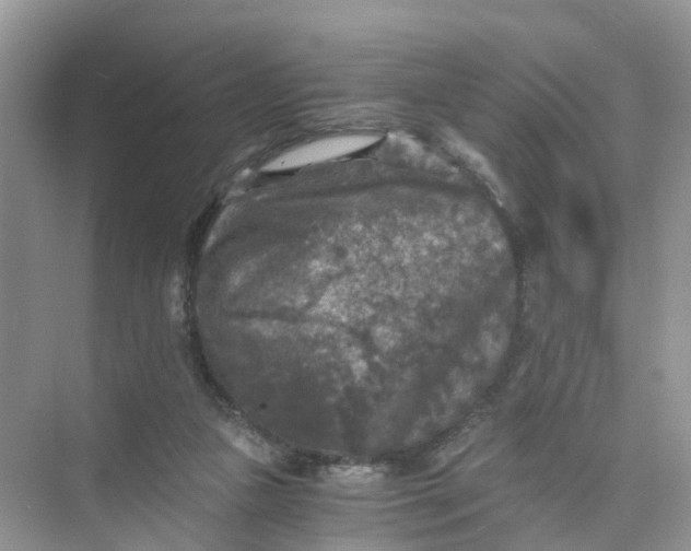 X0000073860161200608312036