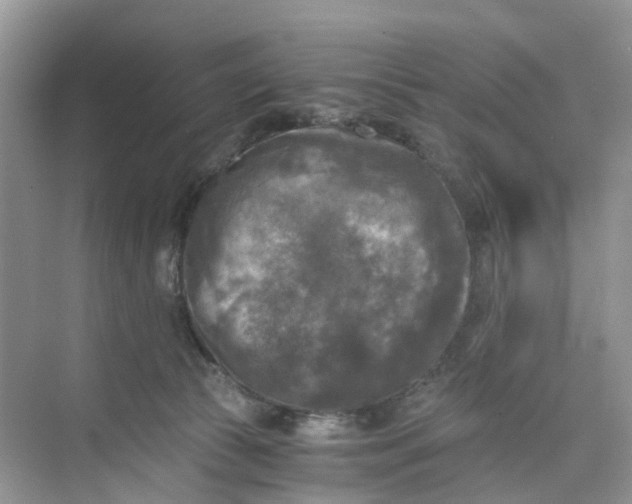 X0000073860177200608312036