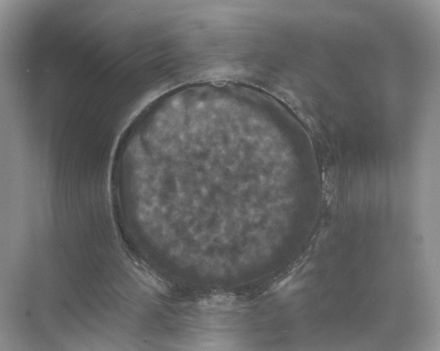 X0000073860196200608312035