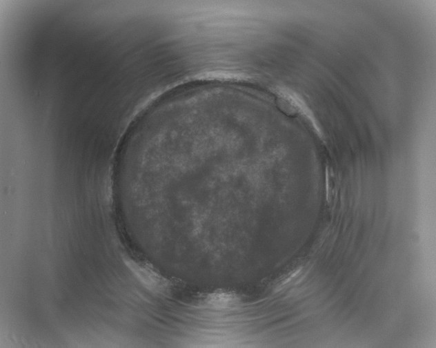 X0000073860204200608312035