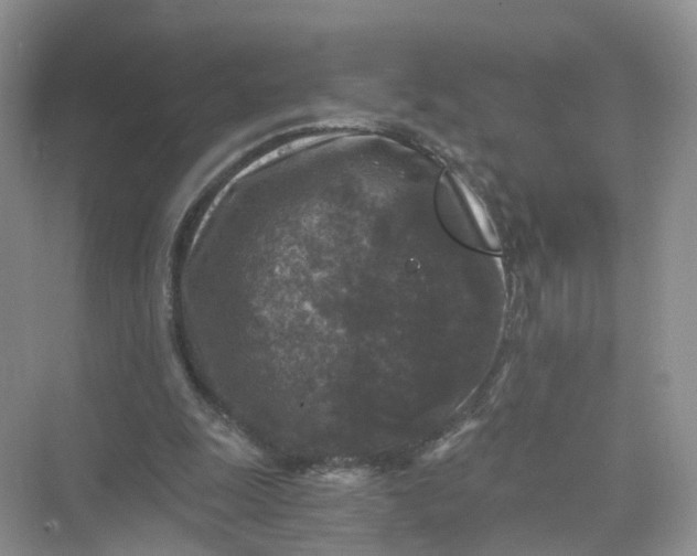 X0000073860247200608312034