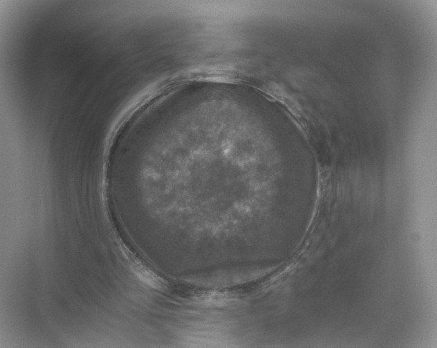 X0000073860293200608312034