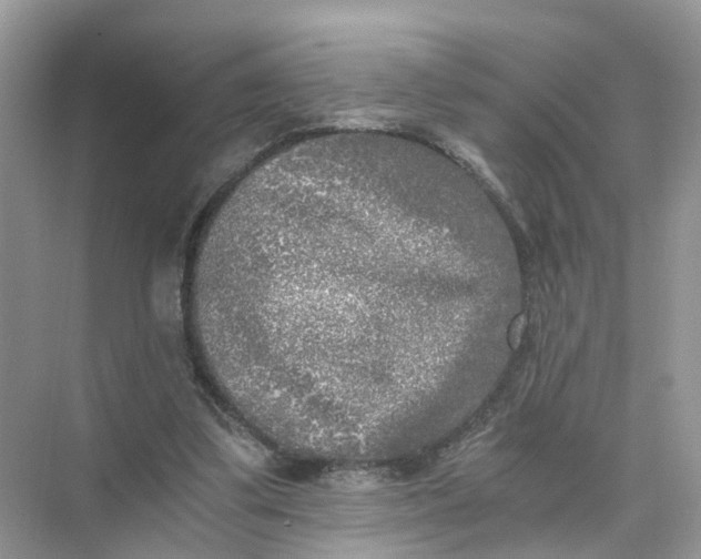 X0000073860299200608312034