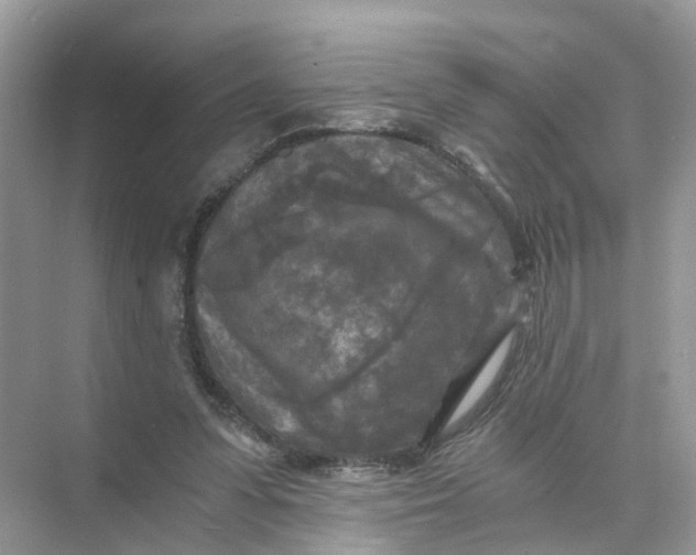 X0000073860303200608312033