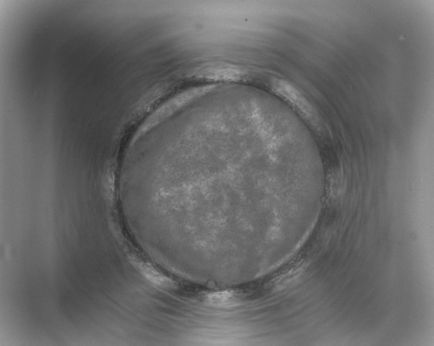 X0000073860309200608312033