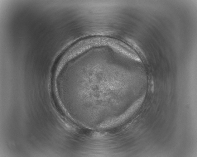 X0000073860346200608312032