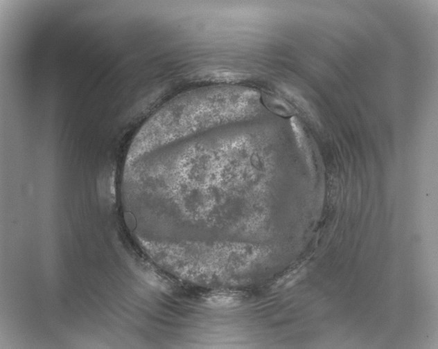 X0000073860358200608312032