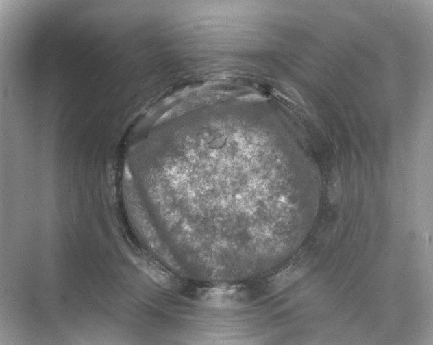 X0000073860366200608312033