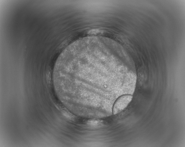 X0000073860375200608312033