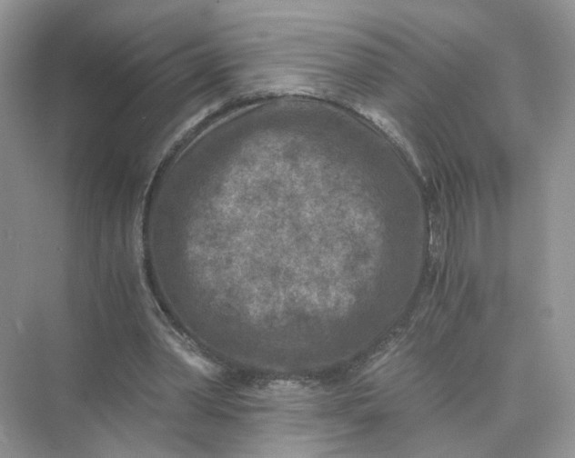 X0000073860390200608312032