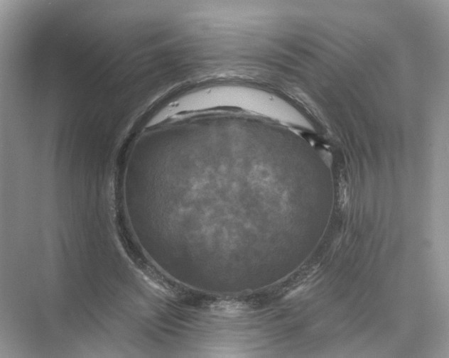 X0000073860444200608312031