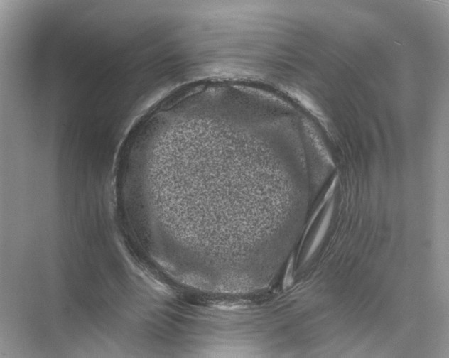 X0000073860488200608312030