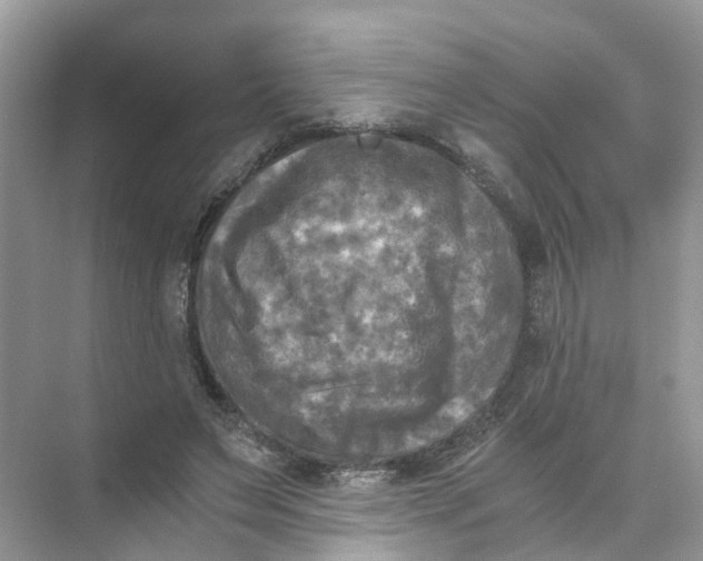 X0000073860495200608312030