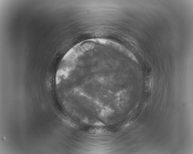 X0000073860503200608312030