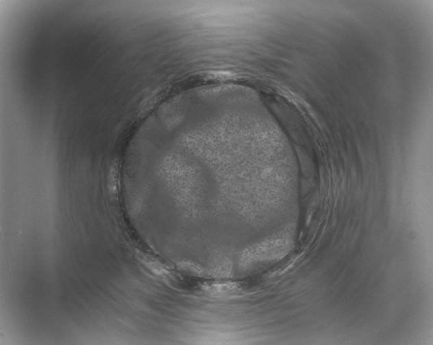 X0000073860517200608312030