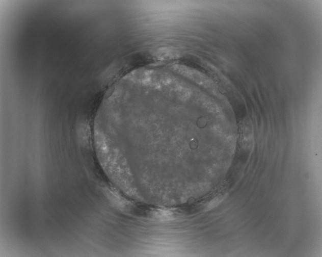 X0000073860523200608312030