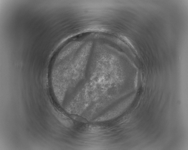 X0000073860531200608312029