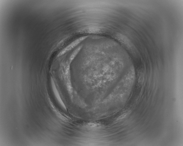 X0000073860542200608312029