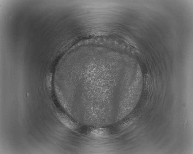 X0000073860550200608312029