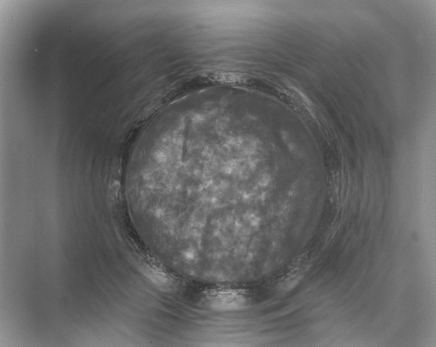 X0000073860553200608312029