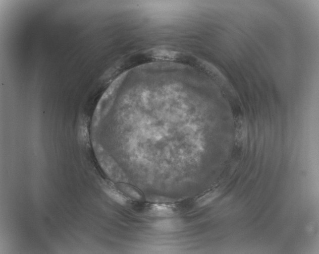 X0000073860573200608312030