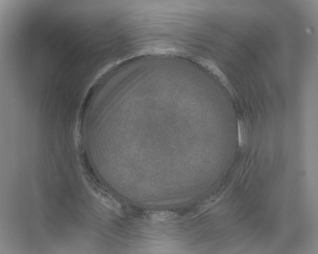 X0000073860579200608312029