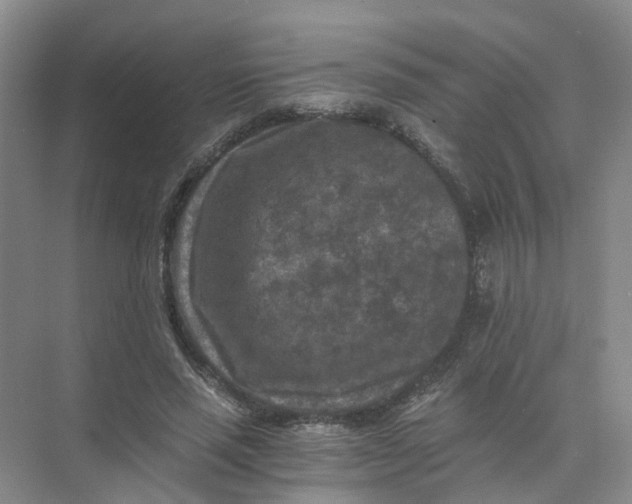 X0000073860637200608312027