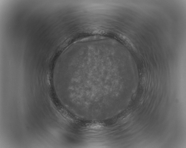 X0000073860643200608312028