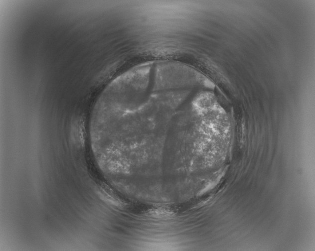 X0000073860644200608312028