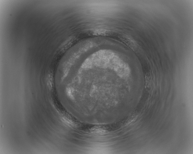 X0000073860648200608312028