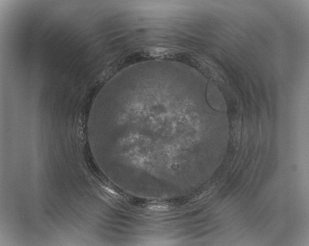 X0000073860653200608312028