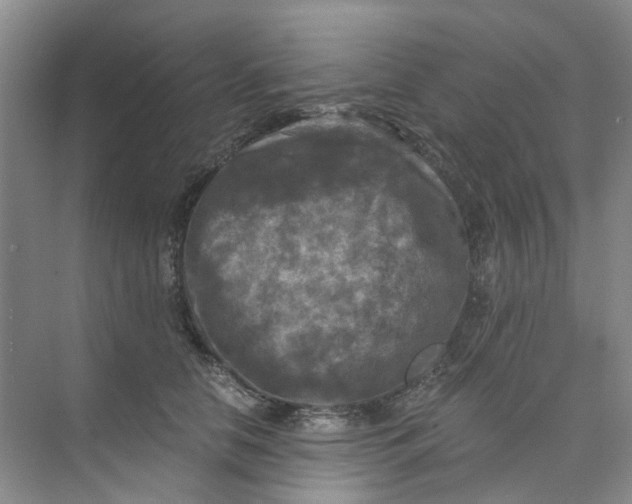 X0000073860658200608312028