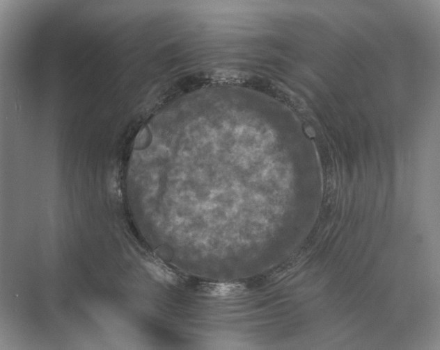 X0000073860663200608312028