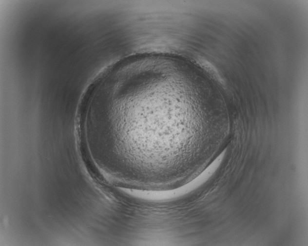 X0000073860680200608312027