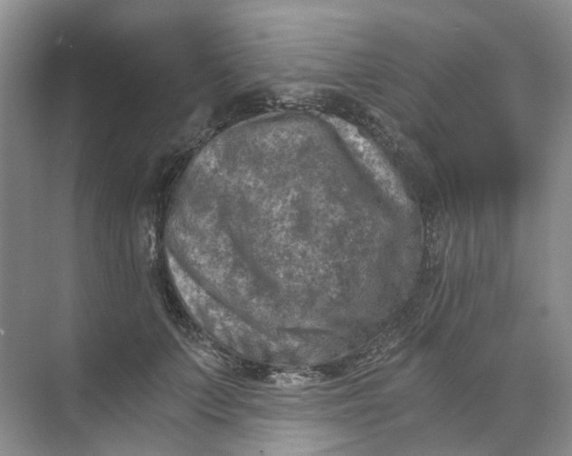 X0000073860703200608312027