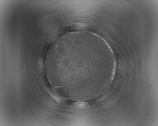 X0000073860711200608312027