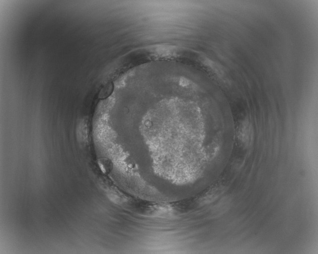 X0000073860715200608312027