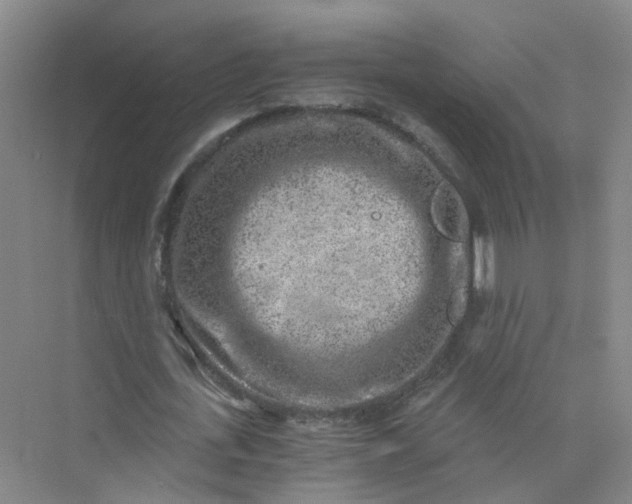 X0000073860723200608312026