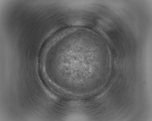 X0000073860725200608312026