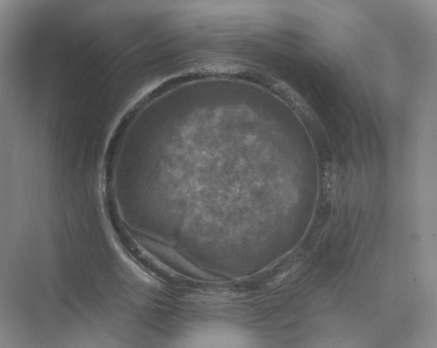 X0000073860726200608312026