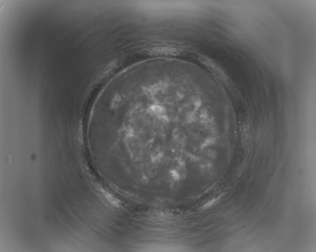 X0000073860729200608312026