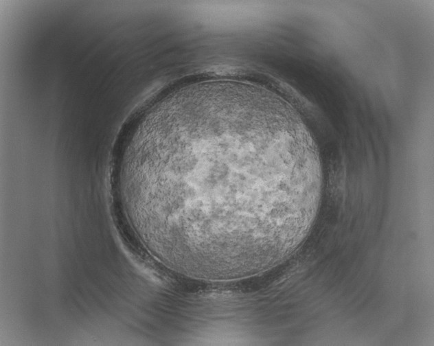 X0000073860730200608312026