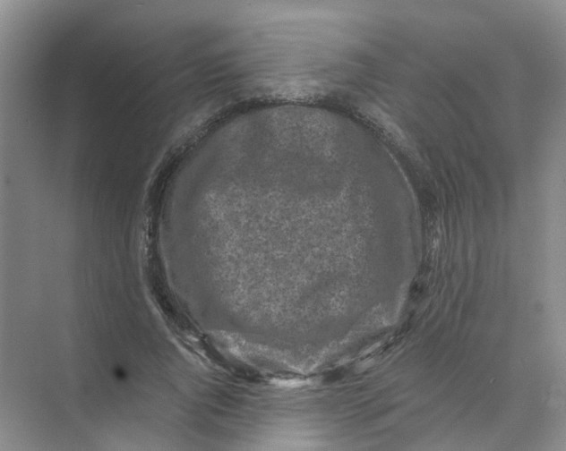 X0000073860736200608312026