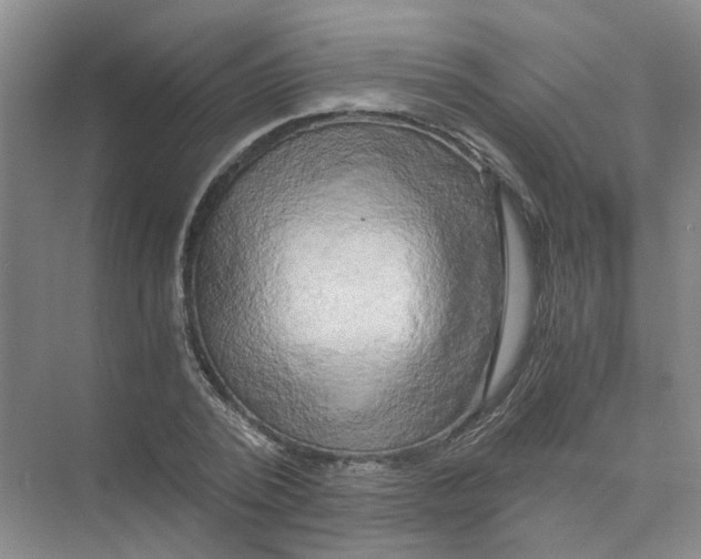 X0000073860784200608312025